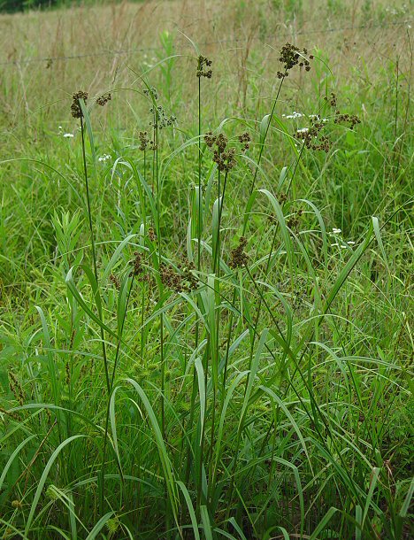 Scirpus_atrovirens_plant.jpg