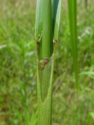 Scirpus_atrovirens_sheath.jpg