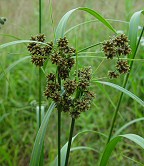 Scirpus atrovirens thumbnail