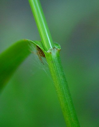 Scirpus_pendulus_leaf_base.jpg