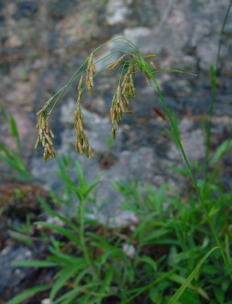 Scirpus_pendulus_plant.jpg