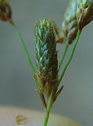 Scirpus_pendulus_spikelet.jpg