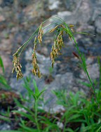 Scirpus pendulus thumbnail