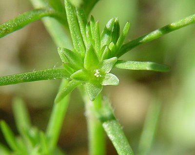 Scleranthus_annuus_flower.jpg