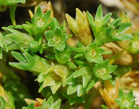 Scleranthus_annuus_flowers.jpg