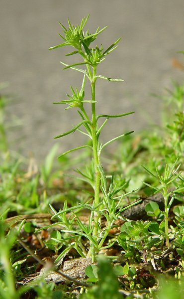 Scleranthus_annuus_plant.jpg