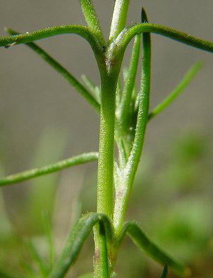 Scleranthus_annuus_stem.jpg