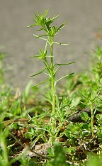 Scleranthus annuus thumbnail