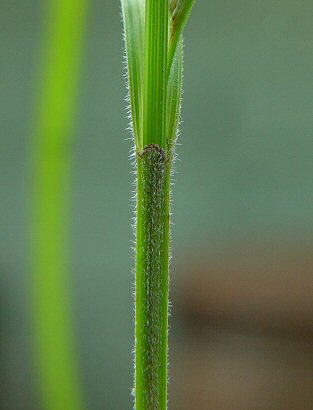 Scleria_ciliata_bract.jpg