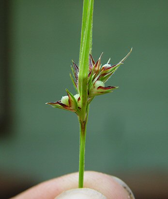 Scleria_ciliata_flowers.jpg