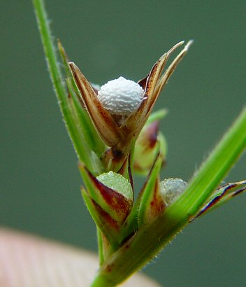 Scleria_ciliata_fruit.jpg