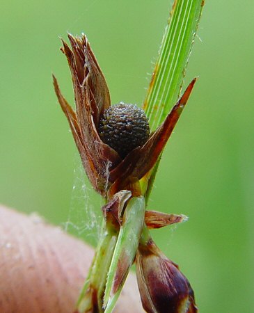 Scleria_ciliata_fruit1.jpg