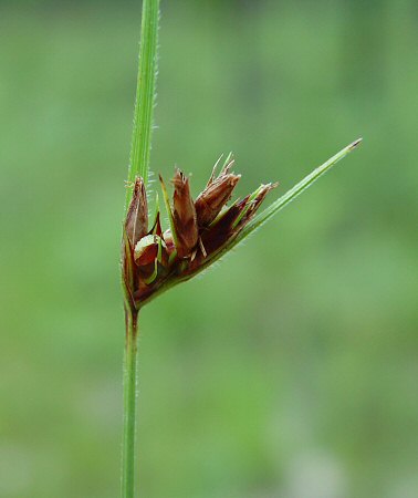 Scleria_ciliata_inflorescence1.jpg