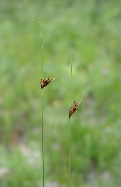 Scleria_ciliata_plant.jpg