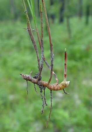 Scleria_ciliata_rhizome.jpg