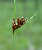 Scleria ciliata thumbnail