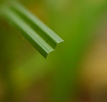 Scleria_triglomerata_cut_leaf.jpg