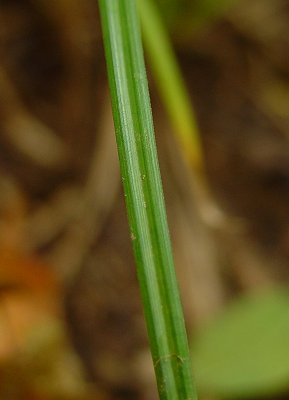 Scleria_triglomerata_leaf.jpg