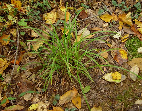 Scleria_triglomerata_leaves.jpg