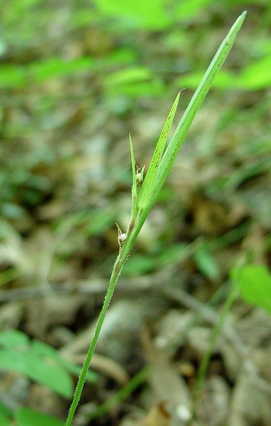 Scleria_triglomerata_plant.jpg