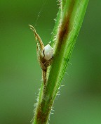 Scleria triglomerata thumbnail