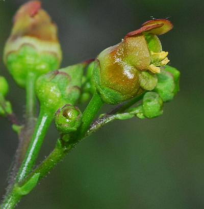 Scrophularia_lanceolata_flower1.jpg