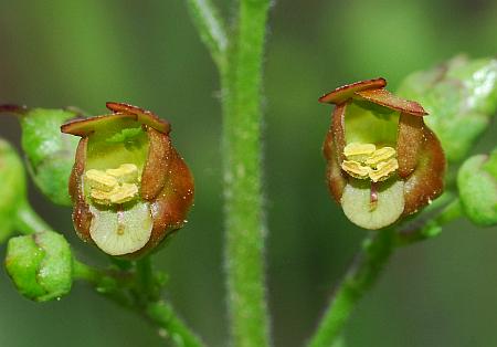 Scrophularia_lanceolata_flower2.jpg