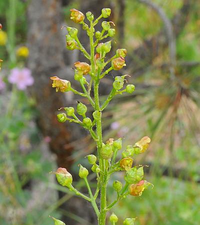 Scrophularia_lanceolata_inflorescence.jpg