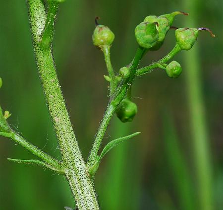 Scrophularia_lanceolata_inflorescence2.jpg