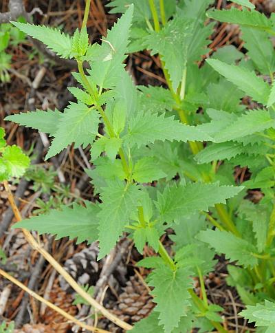 Scrophularia_lanceolata_leaves.jpg