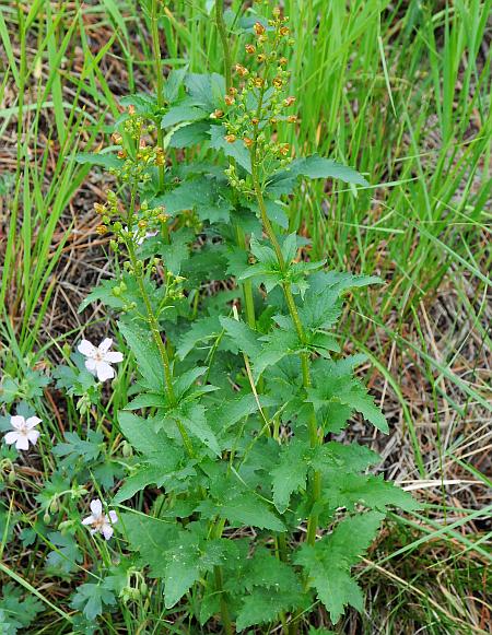 Scrophularia_lanceolata_plant.jpg