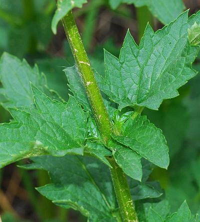 Scrophularia_lanceolata_stem.jpg