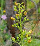 Scrophularia lanceolata thumbnail