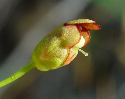 Scrophularia_marilandica_flower.jpg