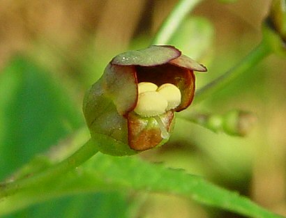 Scrophularia_marilandica_flower2.jpg