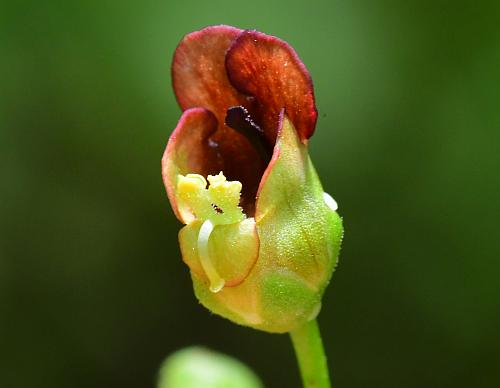 Scrophularia_marilandica_flower3.jpg