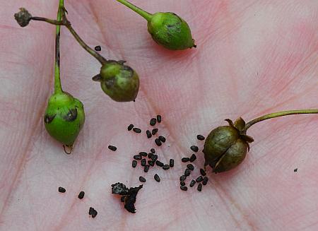 Scrophularia_marilandica_fruits.jpg