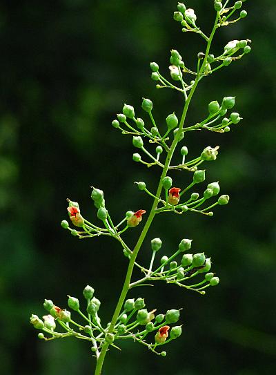 Scrophularia_marilandica_inflorescence.jpg