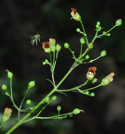 Scrophularia_marilandica_inflorescence2.jpg