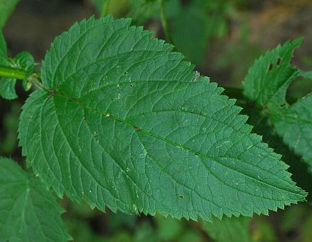 Scrophularia_marilandica_leaf1.jpg