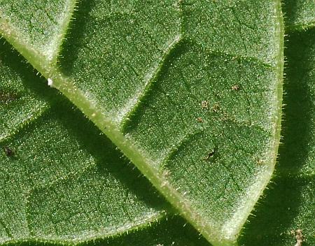 Scrophularia_marilandica_leaf2a.jpg