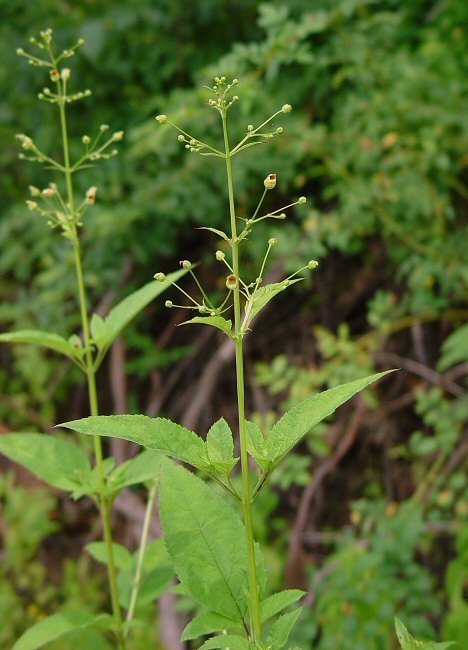 Scrophularia_marilandica_plant.jpg