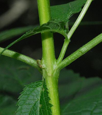 Scrophularia_marilandica_stem.jpg