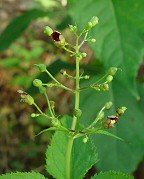 Scrophularia marilandica thumbnail