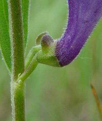 Scutellaria_bushii_calyx.jpg