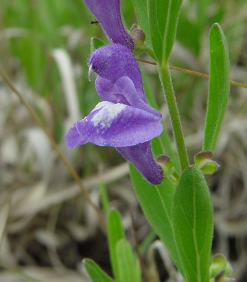 Scutellaria_bushii_flower.jpg