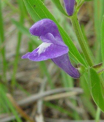 Scutellaria_bushii_flower2.jpg