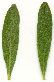 Scutellaria_bushii_leaves.jpg