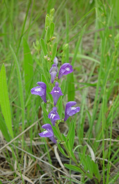 Scutellaria_bushii_plant.jpg