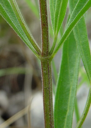 Scutellaria_bushii_stem.jpg